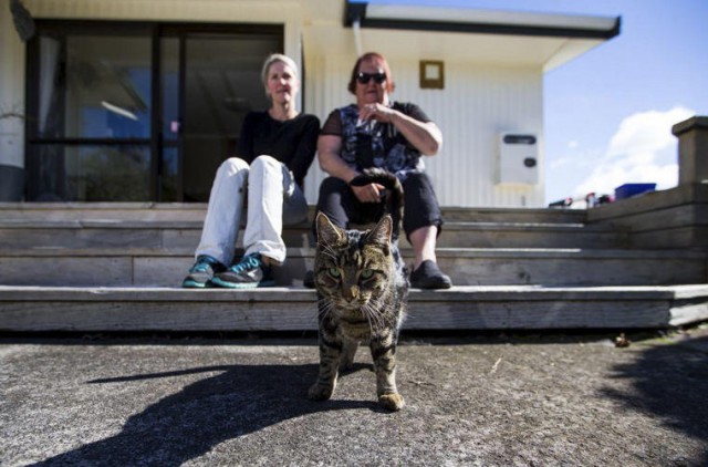 В новой зеландии разоблачили кота который жил на две семьи