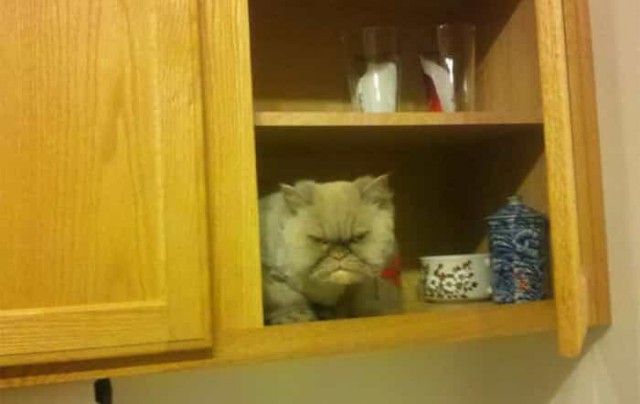 Коты и Кошки