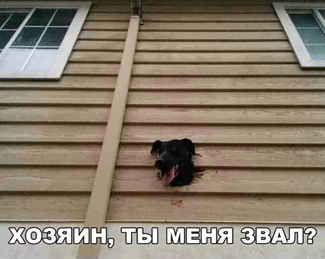 Подборка забавных животных