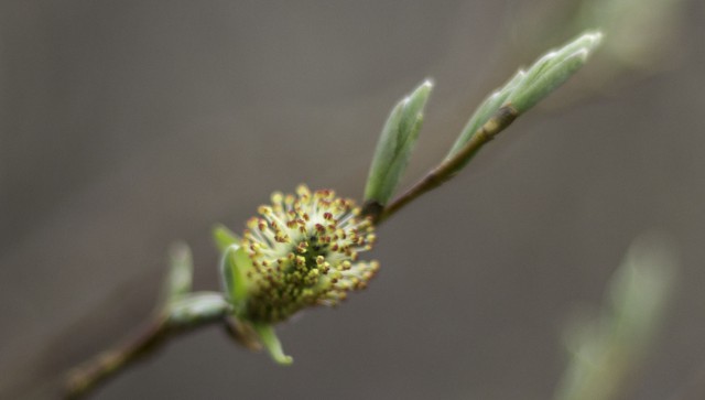 Просто Природа