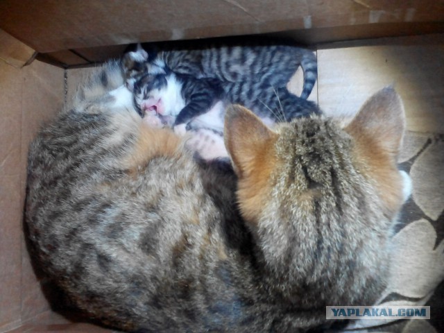 Котовторник