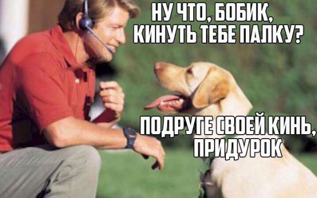 Гуляй, черноголовые