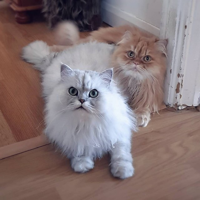 Прикольных котов пост