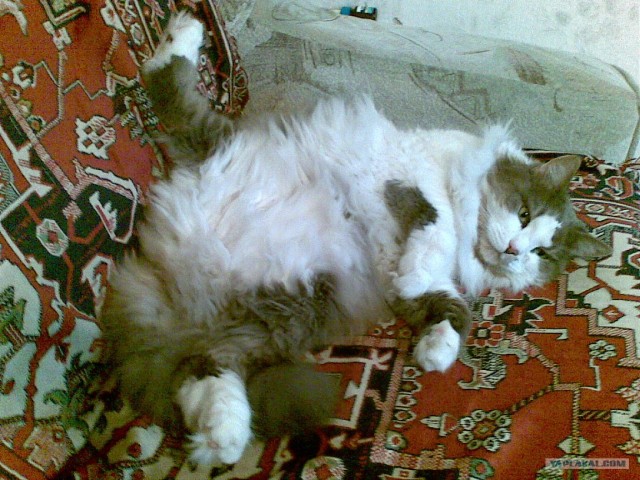 Котовторник на 29 июня