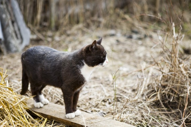 Котовторник, для любителей кошек