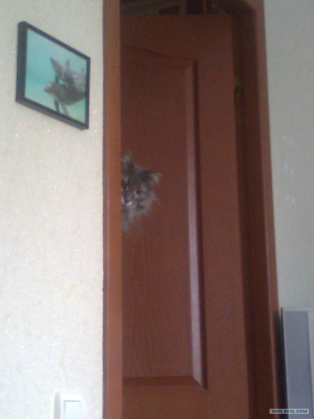 Профессиональный котовторник