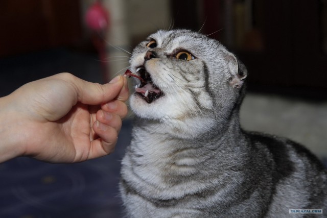 Первый котовторник октября