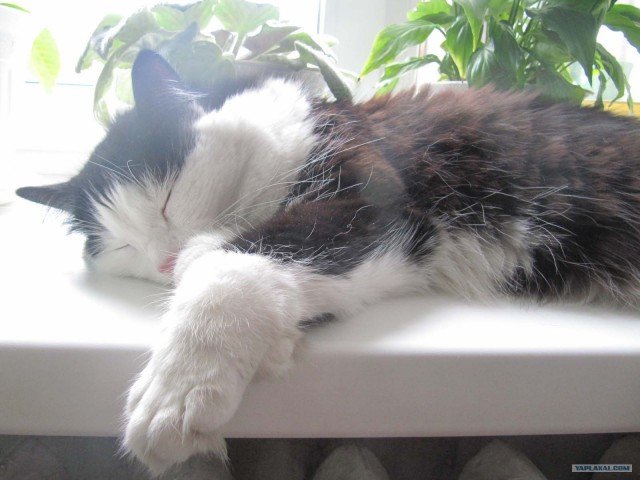 Котовторник так котовторник!