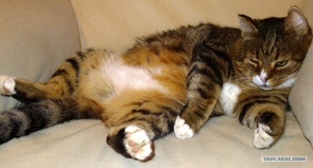 Котовторник! 08.11.11