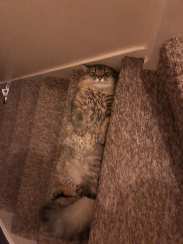 Прикольных котов пост
