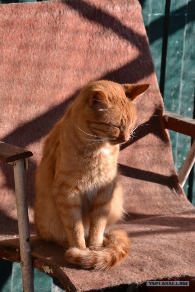 Котовторник 27.12.11