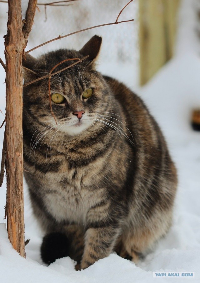 Котовторник (10.01.2012)