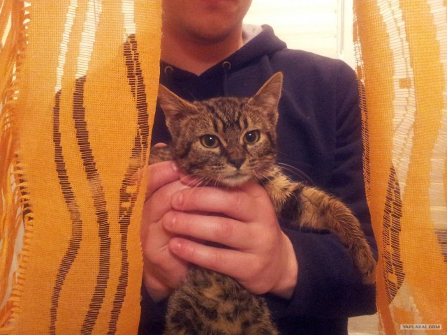 Котовторник (24. 01. 2012 )