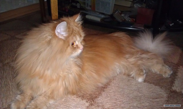 Котовторник (14.02.2012)