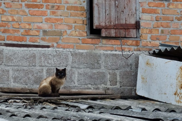 Котовторник 1 мая 2012