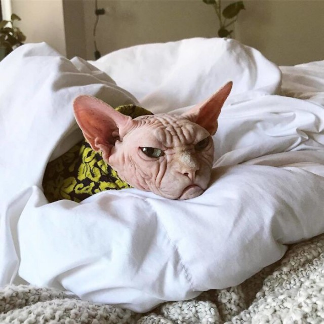 Прикольных котов пост