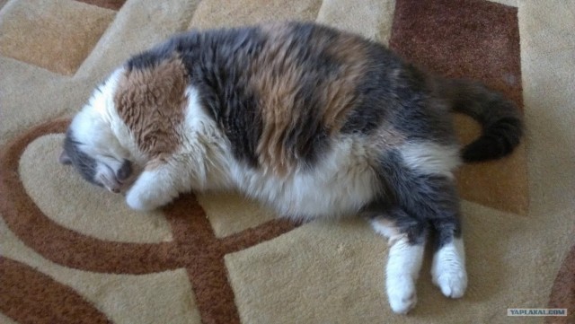 Котовторник 22.05.2012