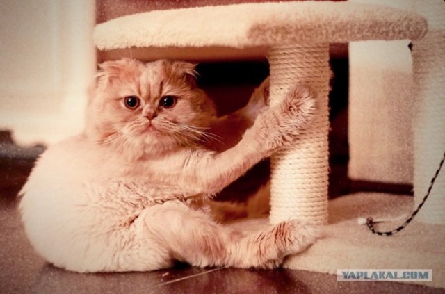 Котовторник 10. 07. 2012