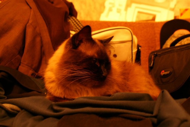 Котовторник 24.07.2012