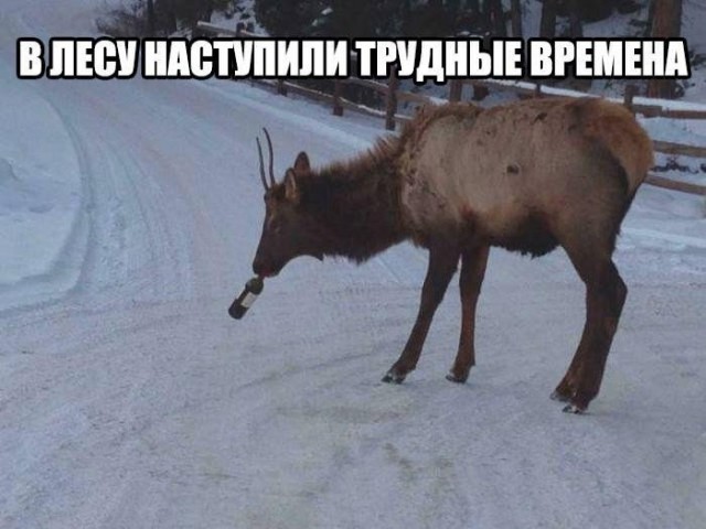Милые животные. Мимиметр сломался