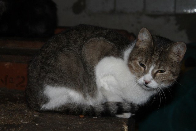 Мой личный "Котоленд" 177