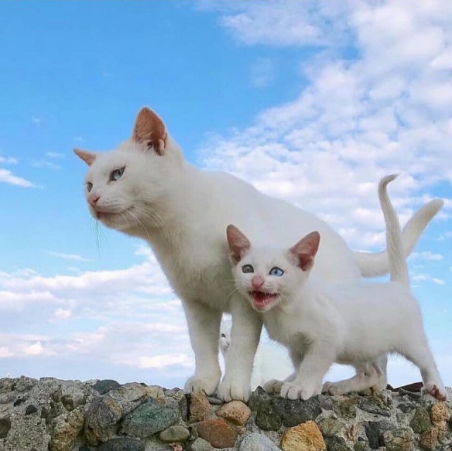 Забавные фото котеек