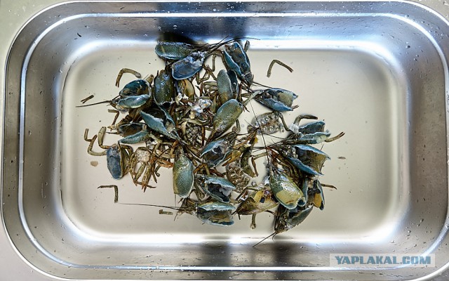 Биск из речных раков