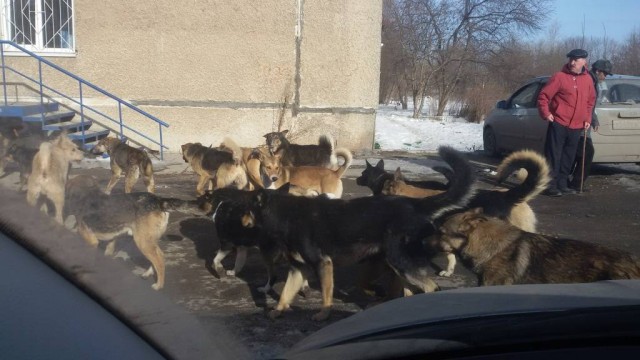 Стая бродячих псов утроила охоту на североуральского подростка