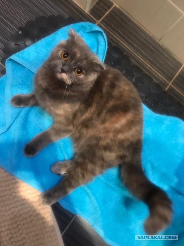 Кошка открывает дверь самостоятельно