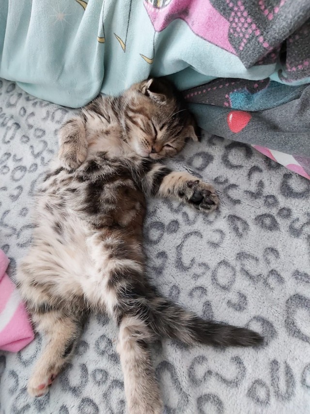 Котовторник 13.10.2020