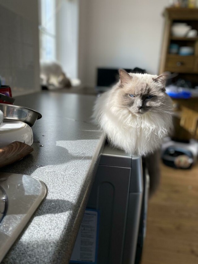 Фотографии, которые доказывают, что кошки самые большие сволочи