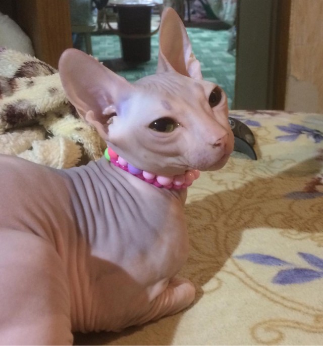 Страшнее кошки зверя нет