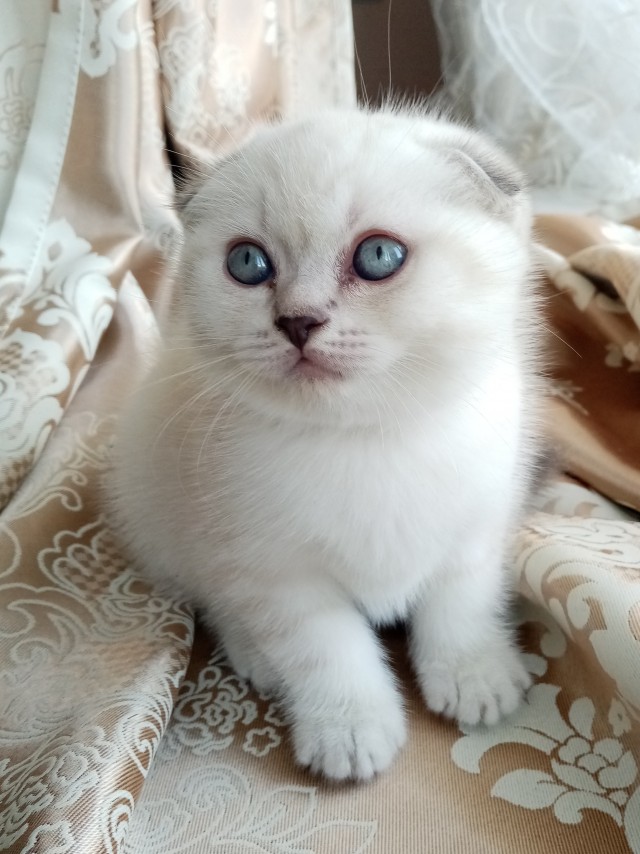 Котовторник. Добавляйте своих