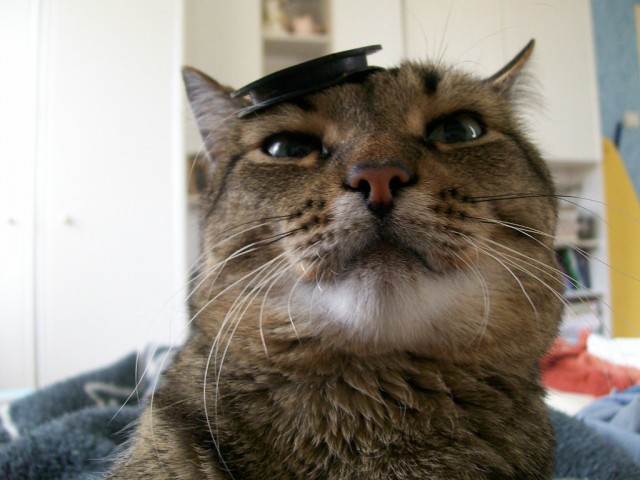 Котовторник. Добавляйте своих