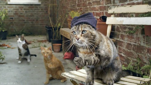 Кот-пихун.