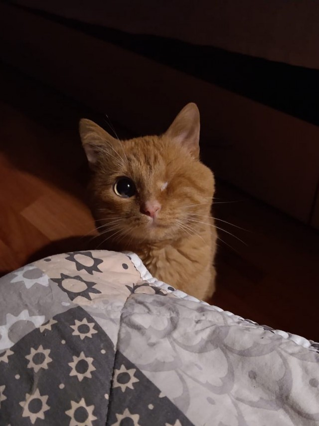 Вторник. Кото-вторник...