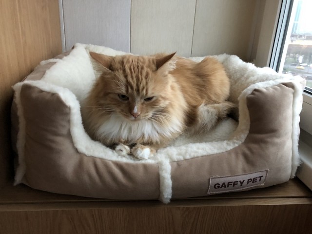 Мои личные котейки к котовторнику!