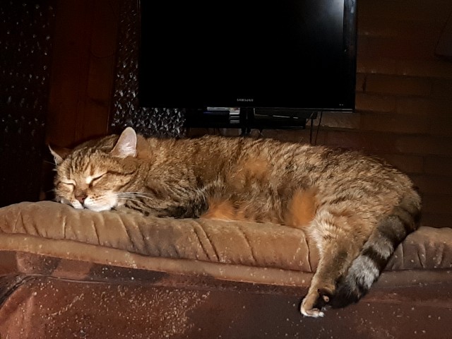 Новая хозяйка (к котовторнику)