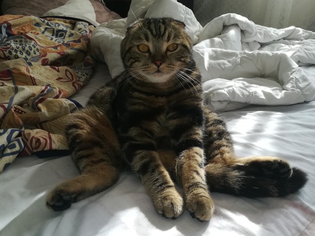 К котовторнику