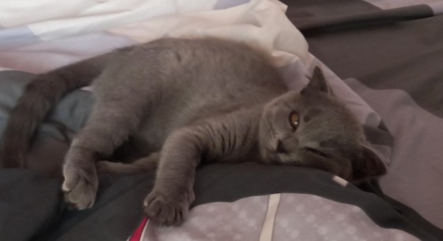 Котовторнику быть