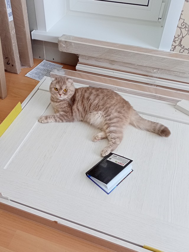 Они для нас - страница в жизни... Котовторник.