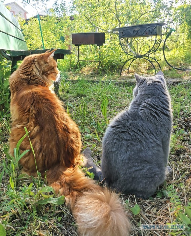 Начну котовторник чуть раньше!