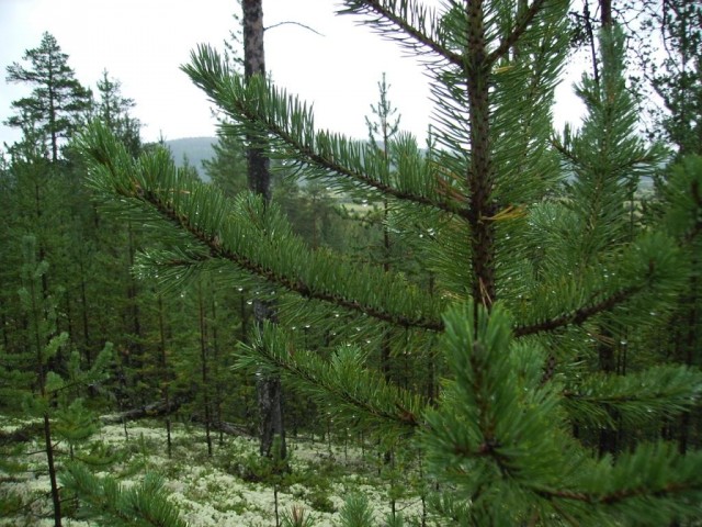 Кольский полуостров