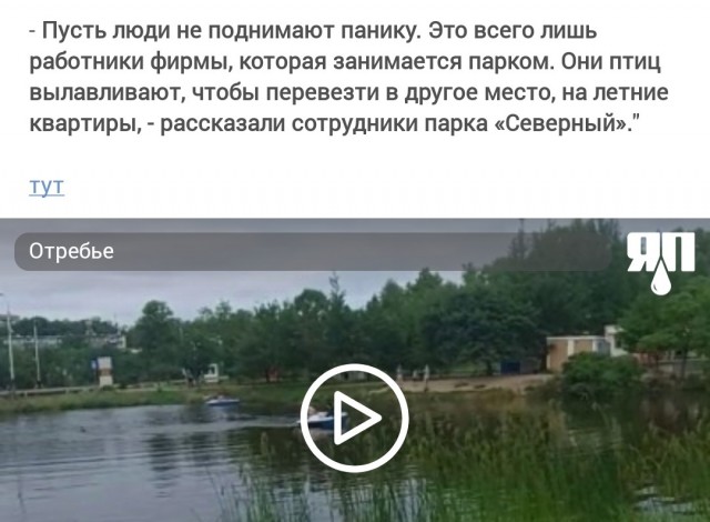 В Хабаровске в городском парке «Северный» гастарбайтеры отлавливают уток, которые там живут