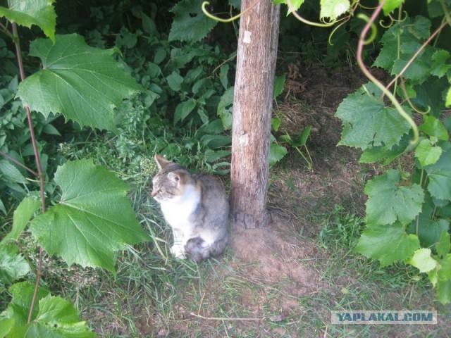 Жизнь домашнего приюта для котеек 413