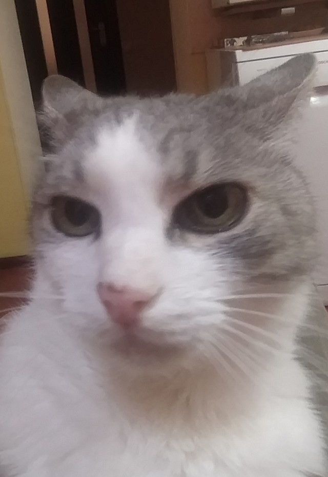 Кошка Машка