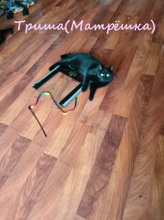 Жизнь домашнего приюта "Котоленд" 365