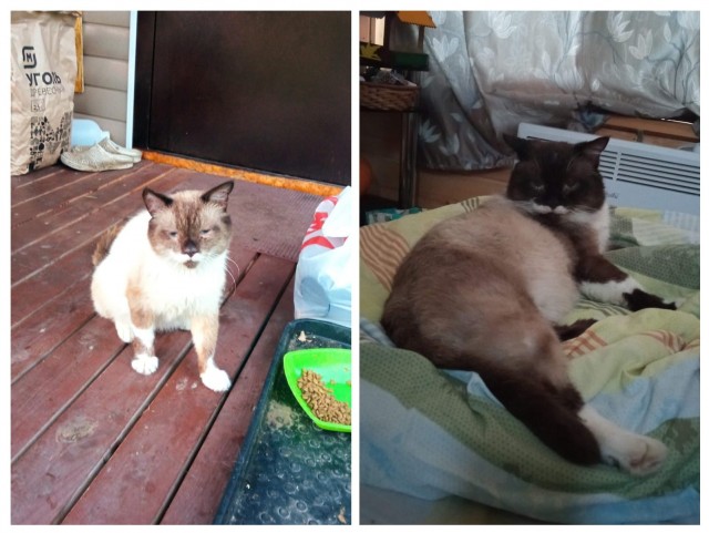 Метаморфоза (про котэ)