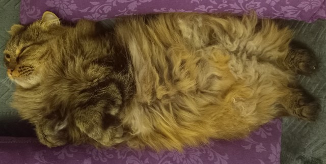 Даёшь котов в этот вторник!
