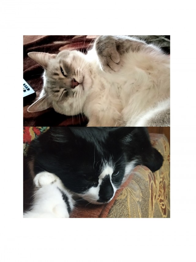 Коты-работяги